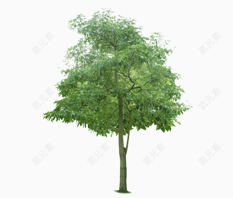墨绿色 树木