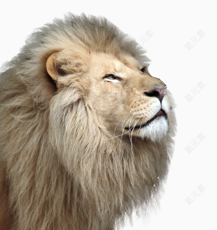 公狮子头像高清素材