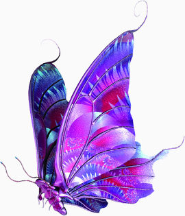 紫色花蝴蝶