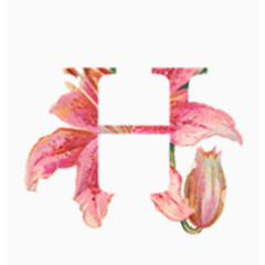 植物花卉字母H