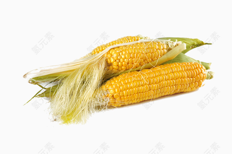 成熟的玉米棒子