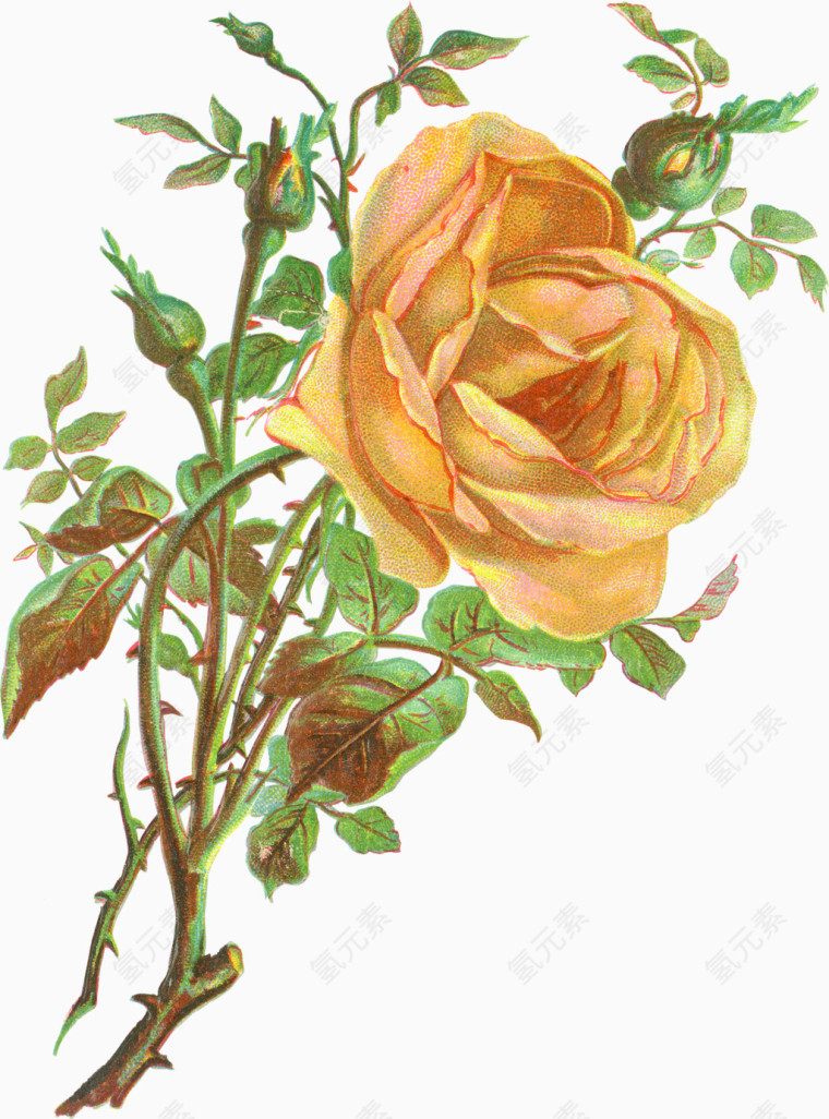中世纪欧美玫瑰花朵