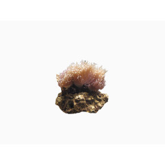 珊瑚虫和珊瑚