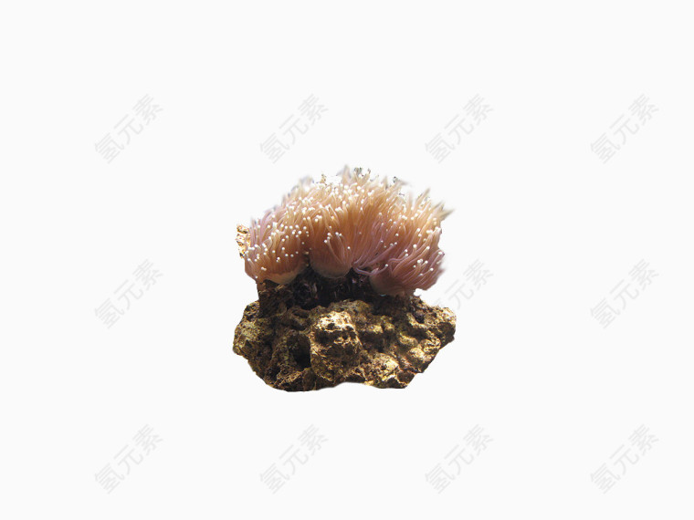 珊瑚虫和珊瑚