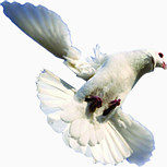 白色和平鸽展翅翱翔