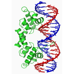 生物DNA图