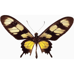 黑色长翅蝴蝶标本