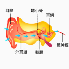 耳朵内部构造