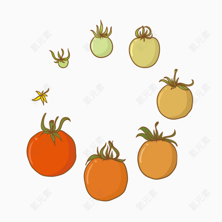 矢量图番茄的生长图
