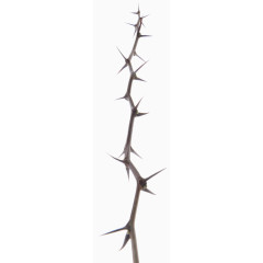 针型树枝
