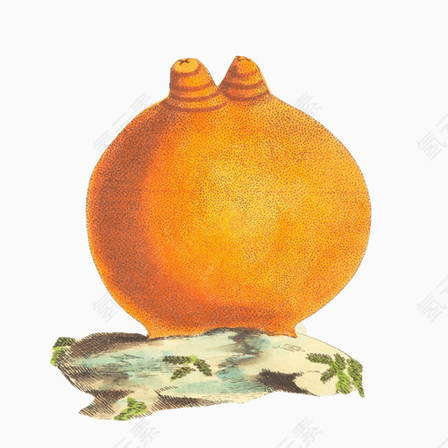 柚子手绘画素材图片
