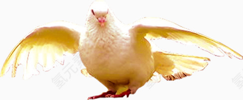 肥胖的金色白鸽开业