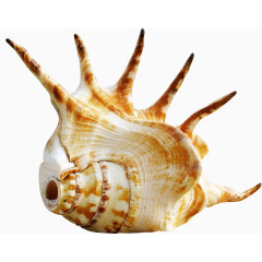 棕色创意海螺