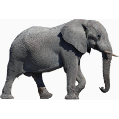 皱纹皮肤的非洲象
