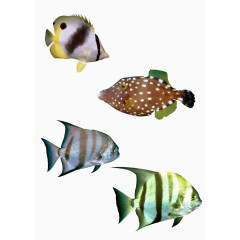 三种海洋鱼
