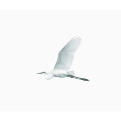 纯白色飞翔的鸟