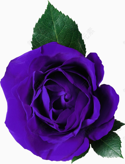 蓝紫色鲜花