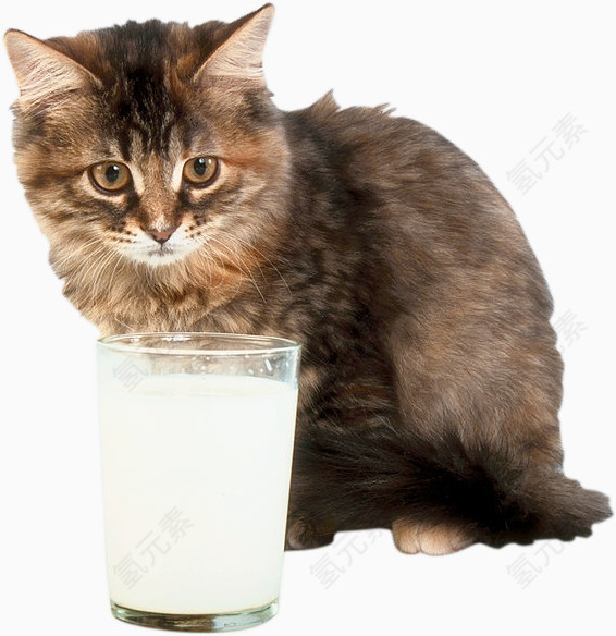 喝水的小猫咪