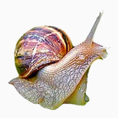 彩绘蜗牛