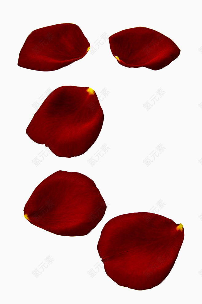散落的红玫瑰花瓣