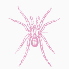 粉色的蜘蛛