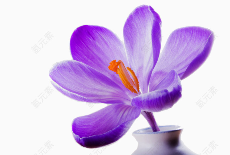 紫色的美丽花朵