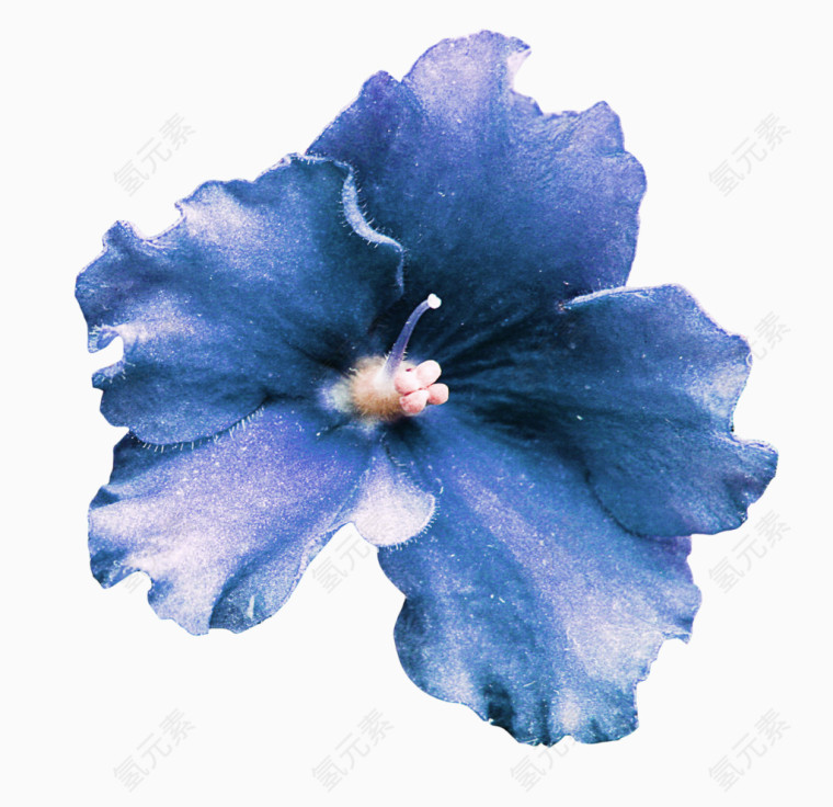蓝色绚丽花朵