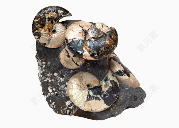 蜗牛堆化石
