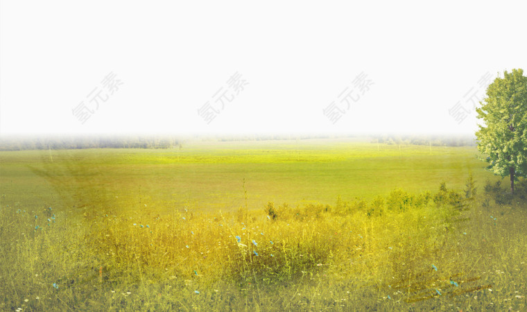 草坪草原