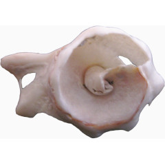 异形海螺