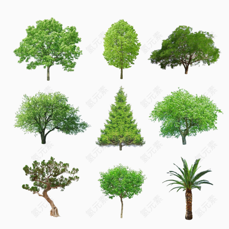 大树树木种类