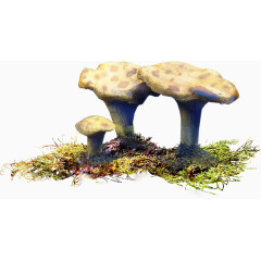 蘑菇贴图
