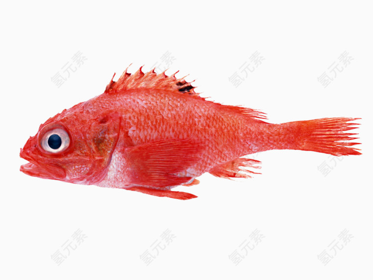 大红色鱼