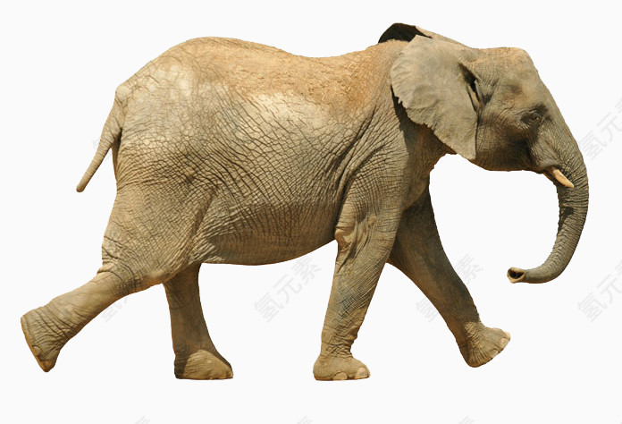 一只行走的大象