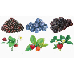 蓝莓桑葚和草莓实物图