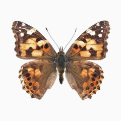 彩色蝴蝶昆虫标本