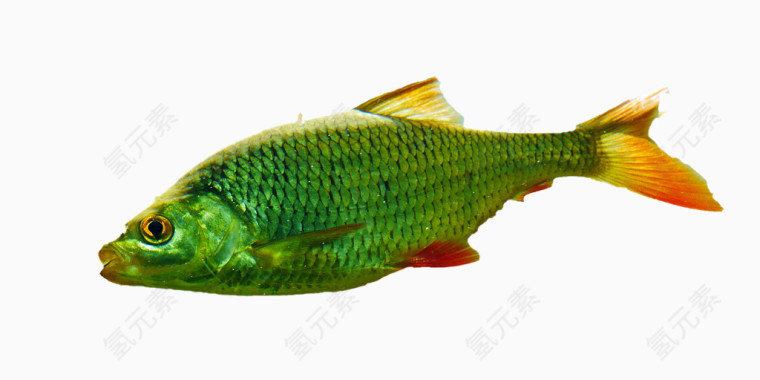 绿色鲤鱼