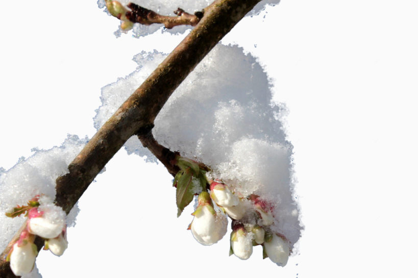 雪压梅枝下载