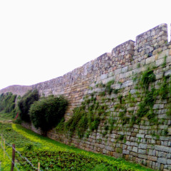 植物和墙