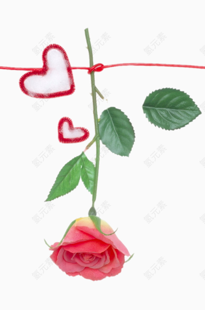 系着爱心红绳的玫瑰花