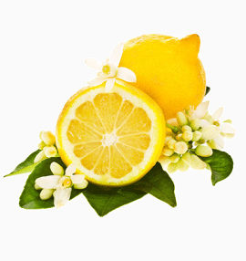 柠檬花