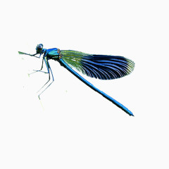 蓝色的蜻蜓