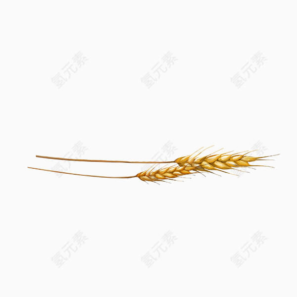 丰收的麦子