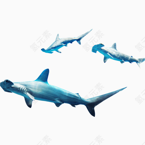 成群鲨鱼