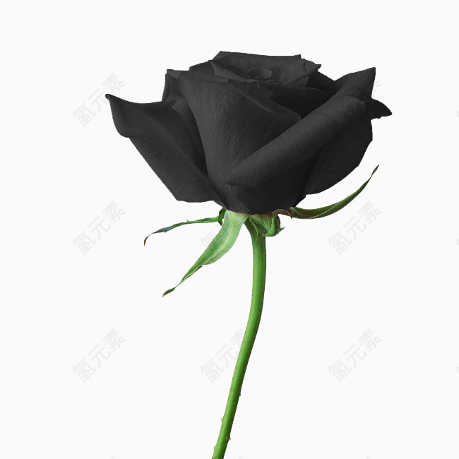 诱人的黑色玫瑰