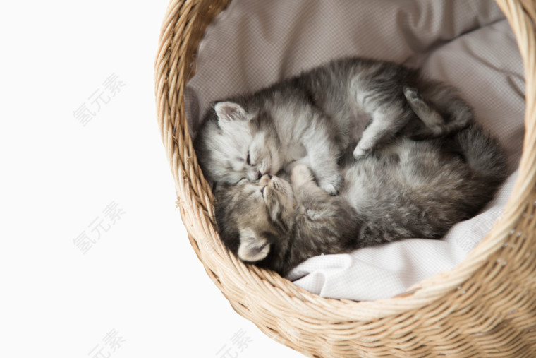 竹篮里躺着的小灰猫