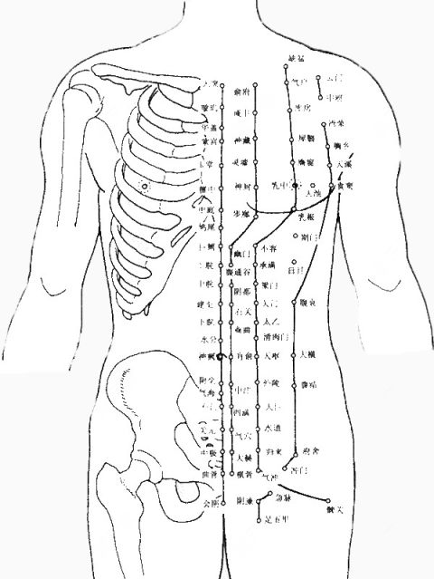 人体结构穴位图下载