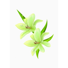 绿色小花