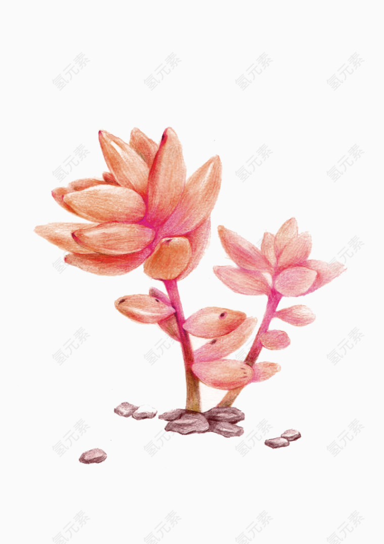手绘粉色蜡笔多肉植物装饰图案
