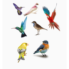 7种不同颜色小鸟